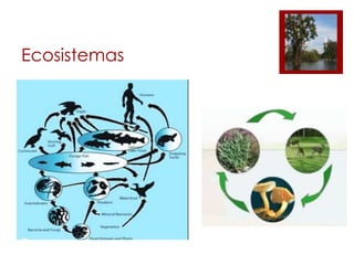 Ecosistemas

 