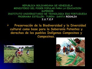 REPUBLICA BOLIVARIANA DE VENEZUELA
MINISTERIO DEL PODER POPULAR PARA LA EDUCACION
SUPERIOR
INSTITUTO UNIVERSITARIO DE TECNOLOGIA EDO PORTUGUESA
PROGRAMA ESTELLER- TUREN- SANTA ROSALIAROSALIA
I.U.T.E.PI.U.T.E.P
 Preservación de la Biodiversidad y la Diversidad
cultural como base para la Soberanía Patentes y
derechos de los pueblos Indígenas Campesinos y
Campesinas.
 