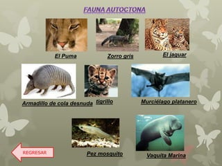 REGRESAR
El Puma Zorro gris El jaguar
Armadillo de cola desnuda tigrillo Murciélago platanero
Pez mosquito Vaquita Marina
 