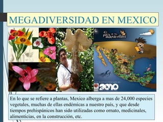 MEGADIVERSIDAD EN MEXICO
En lo que se refiere a plantas, Mexico alberga a mas de 24,000 especies
vegetales, muchas de ellas endémicas a nuestro país, y que desde
tiempos prehispánicos han sido utilizadas como ornato, medicinales,
alimenticias, en la construcción, etc.
 