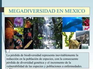 MEGADIVERSIDAD EN MEXICO
La pérdida de biodiversidad representa inevitablemente la
reducción en la población de especies, con la consecuente
pérdida de diversidad genética y el incremento de la
vulnerabilidad de las especies y poblaciones a enfermedades.
 