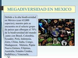 MEGADIVERSIDAD EN MEXICO
Debido a la alta biodiversidad
en México (casi 65,000
especies), nuestro país se
encuentra en el selecto grupo
de países que albergan el 70%
de la biodiversidad del mundo
junto con Brasil, Colombia,
Ecuador, Perú, Indonesia,
Zaire, China, India, Congo,
Madagascar, Malasia, Papúa
Nueva Guinea, Filipinas,
Australia, Estados Unidos,
Sudáfrica y Venezuela.
 