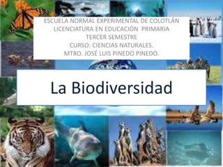 La Biodiversidad
ESCUELA NORMAL EXPERIMENTAL DE COLOTLÁN
LICENCIATURA EN EDUCACIÓN PRIMARIA
TERCER SEMESTRE
CURSO: CIENCIAS NATURALES.
MTRO. JOSÉ LUIS PINEDO PINEDO.
 