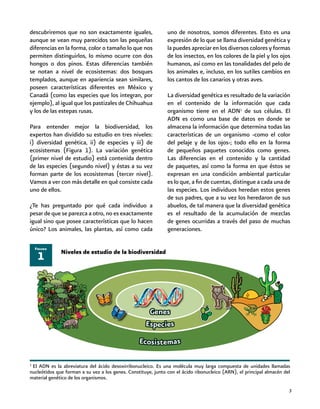 3
descubriremos que no son exactamente iguales,
aunque se vean muy parecidos son las pequeñas
diferencias en la forma, color o tamaño lo que nos
permiten distinguirlos, lo mismo ocurre con dos
hongos o dos pinos. Estas diferencias también
se notan a nivel de ecosistemas: dos bosques
templados, aunque en apariencia sean similares,
poseen características diferentes en México y
Canadá (como las especies que los integran, por
ejemplo), al igual que los pastizales de Chihuahua
y los de las estepas rusas.
Para entender mejor la biodiversidad, los
expertos han dividido su estudio en tres niveles:
i) diversidad genética, ii) de especies y iii) de
ecosistemas (Figura 1). La variación genética
(primer nivel de estudio) está contenida dentro
de las especies (segundo nivel) y éstas a su vez
forman parte de los ecosistemas (tercer nivel).
Vamos a ver con más detalle en qué consiste cada
uno de ellos.
¿Te has preguntado por qué cada individuo a
pesar de que se parezca a otro, no es exactamente
igual sino que posee características que lo hacen
único? Los animales, las plantas, así como cada
uno de nosotros, somos diferentes. Esto es una
expresión de lo que se llama diversidad genética y
la puedes apreciar en los diversos colores y formas
de los insectos, en los colores de la piel y los ojos
humanos, así como en las tonalidades del pelo de
los animales e, incluso, en los sutiles cambios en
los cantos de los canarios y otras aves.
La diversidad genética es resultado de la variación
en el contenido de la información que cada
organismo tiene en el ADN1
de sus células. El
ADN es como una base de datos en donde se
almacena la información que determina todas las
características de un organismo -como el color
del pelaje y de los ojos-; todo ello en la forma
de pequeños paquetes conocidos como genes.
Las diferencias en el contenido y la cantidad
de paquetes, así como la forma en que éstos se
expresan en una condición ambiental particular
es lo que, a fin de cuentas, distingue a cada una de
las especies. Los individuos heredan estos genes
de sus padres, que a su vez los heredaron de sus
abuelos, de tal manera que la diversidad genética
es el resultado de la acumulación de mezclas
de genes ocurridas a través del paso de muchas
generaciones.
1
Figura
1
El ADN es la abreviatura del ácido desoxirribonucleico. Es una molécula muy larga compuesta de unidades llamadas
nucleótidos que forman a su vez a los genes. Constituye, junto con el ácido ribonucleico (ARN), el principal almacén del
material genético de los organismos.
Niveles de estudio de la biodiversidad
 