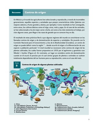 5
Centros de origenRecuadro
En México y el mundo los agricultores han seleccionado y reproducido, a través de incontables
generaciones, aquellas especies y variedades que poseen características útiles (plantas con
mejores sabores y frutos grandes y dulces, por ejemplo). Como resultado se han conseguido,
entre otros, los cultivos básicos como el trigo, arroz, maíz y papa. En el caso de los animales,
se han seleccionado a los de mejor carne o leche, así como a los más resistentes al trabajo, por
citar algunos casos, para llegar a las razas de ganado que se conocen hoy en día.
El resultado de estas prácticas llevó a que algunas regiones del mundo se convirtieran en los
llamados centros de origen o de domesticación de especies y variedades. De acuerdo con la
Comisión Nacional para el Conocimiento y Uso de la Biodiversidad (Conabio), un centro de
origen se puede definir como la región “… donde ocurrió el origen o la diferenciación de una
especie o población particular”. A nivel mundial se reconocen ocho centros de origen de las
plantas cultivadas, los cuales fueron propuestos en 1935 por el agrónomo y genetista ruso
Nikolai I. Vavilov (Figura a). En contraste, un lugar se considera centro de domesticación
cuando en él ocurre el proceso por el cual ciertos grupos de plantas o animales se vuelven
totalmente dependientes del ser humano para su reproducción, como es el caso del maíz.
a
Figura
Centros de origen de algunas plantas cultivadas
7
8a
8c
8b
5
4
6
3
2a 2b
1
Chile
Maíz
JícamaPapa
Papa
Uva
Apio
Tapioca
Berro
Plátano
Berenjena
Lenteja Cebolla
Zanahoria
Arroz
Cebollín
1. Chino
2a. Indo-Malasio (Assam, Burma)
2b. Indo-Malasio (Indochina y Archipiélago Malayo)
3. Indo-Afganistano-Asia Central
4. Cercano Oriente
5. Mediterráneo
6. Abisinio
7. Mesoamericano
8a. Sudamericano (Perú, Ecuador, Bolivia)
8b. Sudamericano (Chile)
8c. Sudamericano (Brasil, Paraguay)
 