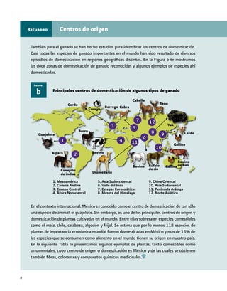 6
Centros de origen
También para el ganado se han hecho estudios para identificar los centros de domesticación.
Casi todas las especies de ganado importantes en el mundo han sido resultado de diversos
episodios de domesticación en regiones geográficas distintas. En la Figura b te mostramos
las doce zonas de domesticación de ganado reconocidas y algunos ejemplos de especies ahí
domesticadas.
En el contexto internacional, México es conocido como el centro de domesticación de tan sólo
una especie de animal: el guajolote. Sin embargo, es uno de los principales centros de origen y
domesticación de plantas cultivadas en el mundo. Entre ellas sobresalen especies comestibles
como el maíz, chile, calabaza, algodón y frijol. Se estima que por lo menos 118 especies de
plantas de importancia económica mundial fueron domesticadas en México y más de 15% de
las especies que se consumen como alimento en el mundo tienen su origen en nuestro país.
En la siguiente Tabla te presentamos algunos ejemplos de plantas, tanto comestibles como
ornamentales, cuyo centro de origen o domesticación es México y de las cuales se obtienen
también fibras, colorantes y compuestos químicos medicinales.
b
Figura
Recuadro
Principales centros de domesticación de algunos tipos de ganado
Reno
1. Mesoamérica
2. Cadena Andina
3. Europa Central
4. África Nororiental
5. Asia Sudoccidental
6. Valle del Indo
7. Estepas Euroasiáticas
8. Meseta del Himalaya
9. China Oriental
10. Asia Sudoriental
11. Península Arábiga
12. Norte Asiático
Caballo
Yak
Guajolote
Alpaca
Conejillo
de indias
Burro
Bovino
Cerdo
Conejo
Dromedario
Bovino Búfalo
de río
Gallina
Bovino
de Bali
Gallina
Cerdo
CabraBorrego
1
2
3
4
5
6
7
8 9
10
11
12
 