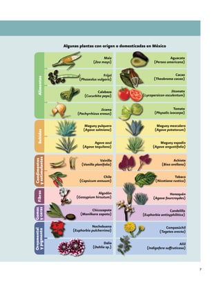 7
Algunas plantas con origen o domesticadas en México
Maíz
(Zea mays)
Frijol
(Phaseolus vulgaris)
Calabaza
(Cucurbita pepo)
AlimentosBebidasCondimentos
yestimulantesFibras
Jícama
(Pachyrrhizus erosus)
Maguey pulquero
(Agave salmiana)
Agave azul
(Agave tequilana)
Vainilla
(Vanilla planifolia)
Chile
(Capsicum annuum)
Algodón
(Gossypium hirsutum)
Chicozapote
(Manilkara zapota)
Nochebuena
(Euphorbia pulcherrima)
Dalia
(Dahlia sp.)
Gomas
yceras
Ornamental
ypigmento
Aguacate
(Persea americana)
Cacao
(Theobroma cacao)
Jitomate
(Lycopersicon esculentum)
Tomate
(Physalis ixocarpa)
Maguey mezcalero
(Agave potatorum)
Maguey espadín
(Agave angustifolia)
Achiote
(Bixa orellana)
Henequén
(Agave fourcroydes)
Tabaco
(Nicotiana rustica)
Cempasúchil
(Tagetes erecta)
Añil
(Indigofera suffruticosa)
Candelilla
(Euphorbia antisyphilitica)
 