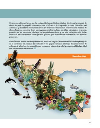 Finalmente, el tercer factor que ha enriquecido la gran biodiversidad de México es la variedad de
climas. La posición geográfica de nuestro país, la influencia de dos grandes océanos (el Pacífico y el
Atlántico) y las cadenas montañosas crean en el territorio nacional un impresionante mosaico de
climas. Podemos encontrar desde los muy secos en el norte, hasta los cálido-húmedos en el sureste,
pasando por los templados a lo largo de las principales sierras y los fríos en la parte alta de las
montañas. Esta variedad de climas permite que una gran diversidad de ecosistemas y sus especies
prosperen.
Estos factores no han actuado por separado, su acción conjunta, combinada con cambios geológicos
en el territorio y los procesos de evolución de los grupos biológicos a lo largo de varios cientos de
millones de años, han hecho posible que en nuestro país se desarrolle la excepcional biodiversidad
que encontramos actualmente.
Megadiversidad
21
 