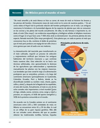22
“De maíz amarillo y de maíz blanco se hizo su carne; de masa de maíz se hicieron los brazos y
las piernas del hombre. Únicamente masa de maíz entró en la carne de nuestros padres…”. Es así
como relata el Popol Vuh la profunda relación del hombre prehispánico con el maíz. Los antiguos
mexicanos le brindaron a la humanidad algunas de las especies de plantas que más se consumen
en las cocinas y los platos del mundo actualmente. De ellas, la más famosa e importante es, sin
duda, el maíz (Zea mays). Las evidencias arqueológicas y biológicas señalan al altiplano mexicano
como el lugar en el que hace unos 7 000 años atrás se domesticaron las primeras plantas de esta
especie, llamada teocintle (Zea mays parviglumis). Esta planta que, en nada se parece al maíz que
De México para el mundo: el maízRecuadro
Principales productores de maíz,
2010
China
20%
conocemos hoy en día, contiene el doble de proteínas
que el maíz pero produce una espiga de tan sólo cinco a
once granos que caen al suelo una vez maduros.
La domesticación del teocintle para transformarlo en
el maíz cultivado, requirió un proceso de selección
y mejoramiento artificial que iniciaron los antiguos
habitantes del territorio mexicano y que continúa
hasta nuestros días. Esta selección no se hacía con
técnicas sofisticadas, sino aprovechando la destreza
de los agricultores que seleccionaban y reproducían
manualmente las plantas con las mejores mazorcas.
Las bondades que este cereal le trajo a la alimentación
produjeron que se extendiera, primero, a lo largo del
continente americano (principalmente en Guatemala,
Colombia, Ecuador, Perú y Bolivia, donde se ha
diversificado también su nombre: maíz, choclo, jojoto,
milho y elote) y después de la llegada de los españoles,
al resto del mundo. Actualmente, el maíz es uno de los
ocho cereales más importantes a nivel mundial (junto
al trigo, cebada, avena, centeno, arroz, sorgo y mijo) y
proveen, en conjunto, el 56% del aporte energético y
50% de la proteína consumida en el mundo.
De acuerdo con la Conabio existen en el continente
americano entre 220 y 300 variedades de maíz; en
México se encuentran entre 41 y 59 de ellas, lo cual
es un reflejo de su gran riqueza genética. Más allá
de sus virtudes como alimento del que se pueden
obtener las tradicionales tortillas, harinas, hojuelas
Teocintle
(Zea mays parviglumis)
 