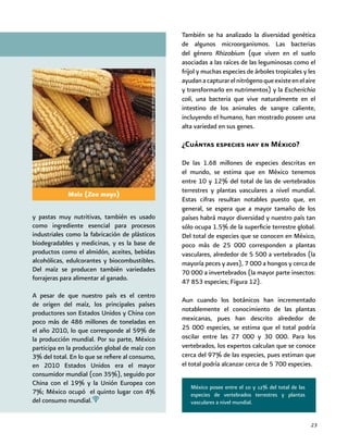 23
y pastas muy nutritivas, también es usado
como ingrediente esencial para procesos
industriales como la fabricación de plásticos
biodegradables y medicinas, y es la base de
productos como el almidón, aceites, bebidas
alcohólicas, edulcorantes y biocombustibles.
Del maíz se producen también variedades
forrajeras para alimentar al ganado.
A pesar de que nuestro país es el centro
de origen del maíz, los principales países
productores son Estados Unidos y China con
poco más de 486 millones de toneladas en
el año 2010, lo que corresponde al 59% de
la producción mundial. Por su parte, México
participa en la producción global de maíz con
3% del total. En lo que se refiere al consumo,
en 2010 Estados Unidos era el mayor
consumidor mundial (con 35%), seguido por
China con el 19% y la Unión Europea con
7%; México ocupó el quinto lugar con 4%
del consumo mundial.
También se ha analizado la diversidad genética
de algunos microorganismos. Las bacterias
del género Rhizobium (que viven en el suelo
asociadas a las raíces de las leguminosas como el
frijol y muchas especies de árboles tropicales y les
ayudanacapturarelnitrógenoqueexisteenelaire
y transformarlo en nutrimentos) y la Escherichia
coli, una bacteria que vive naturalmente en el
intestino de los animales de sangre caliente,
incluyendo el humano, han mostrado poseer una
alta variedad en sus genes.
¿Cuántas especies hay en México?
De las 1.68 millones de especies descritas en
el mundo, se estima que en México tenemos
entre 10 y 12% del total de las de vertebrados
terrestres y plantas vasculares a nivel mundial.
Estas cifras resultan notables puesto que, en
general, se espera que a mayor tamaño de los
países habrá mayor diversidad y nuestro país tan
sólo ocupa 1.5% de la superficie terrestre global.
Del total de especies que se conocen en México,
poco más de 25 000 corresponden a plantas
vasculares, alrededor de 5 500 a vertebrados (la
mayoría peces y aves), 7 000 a hongos y cerca de
70 000 a invertebrados (la mayor parte insectos:
47 853 especies; Figura 12).
Aun cuando los botánicos han incrementado
notablemente el conocimiento de las plantas
mexicanas, pues han descrito alrededor de
25 000 especies, se estima que el total podría
oscilar entre las 27 000 y 30 000. Para los
vertebrados, los expertos calculan que se conoce
cerca del 97% de las especies, pues estiman que
el total podría alcanzar cerca de 5 700 especies.
México posee entre el 10 y 12% del total de las
especies de vertebrados terrestres y plantas
vasculares a nivel mundial.
Maíz (Zea mays)
Foto:MiguelÁngelSiciliaManzo/BancodeImágenesCONABIO
 