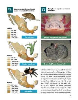 25
13
Figura
Riqueza de especies de algunos
grupos por entidad federativa
Especies
163 - 400
401 - 600
601 - 800
801 - 1 000
1 001 - 1 361
Vertebrados
Especies
507 - 850
851 - 1 400
1 401 - 2 000
2 001 - 3 000
3 001 - 5 472
Especies
277 - 1 000
1 001 - 2 000
2 001 - 3 000
3 001 - 4 000
4 001 - 6 272
Plantas vasculares
Artrópodos
Ajolote (Ambystoma mexicanum)
Zacatuche (Romerolagus diazi)
14
Figura Ejemplos de especies endémicas
mexicanas
Entre los vertebrados, el grupo que destaca por su
endemismo es el de los anfibios, ya que 48% de
las especies mexicanas sólo habitan nuestro país
(Figura 16). En el caso de los reptiles, 46% de
las especies mexicanas son endémicas; le siguen
los mamíferos (30%), las aves (11.4%) y los
peces (10%). Por último, de las poco más
de 25 000 especies de plantas vasculares
descritas en nuestro territorio, entre el 40 y 60%
son endémicas; destaca la familia de las cactáceas,
con poco más del 77% de sus especies endémicas.
Foto:IgorSiwanowicz/NatureMuseumAugsburg
 