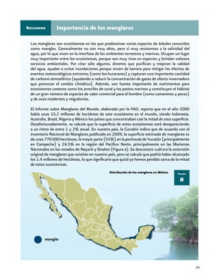 35
Importancia de los manglaresRecuadro
Los manglares son ecosistemas en los que predominan varias especies de árboles conocidos
como mangles. Generalmente no son muy altos, pero sí muy resistentes a la salinidad del
agua, por lo que viven en la interfase de los ambientes terrestres y marinos. Ocupan un lugar
muy importante entre los ecosistemas, porque son muy ricos en especies y brindan valiosos
servicios ambientales. Por citar sólo algunos, diremos que purifican y mejoran la calidad
del agua, ayudan a evitar inundaciones porque sirven de barrera para mitigar los efectos de
eventos meteorológicos extremos (como los huracanes) y capturan una importante cantidad
de carbono atmosférico (ayudando a reducir la concentración de gases de efecto invernadero
que provocan el cambio climático). Además, son fuente importante de nutrimentos para
ecosistemas costeros como los arrecifes de coral y los pastos marinos y constituyen el hábitat
de un gran número de especies de valor comercial para el hombre (como camarones y peces)
y de aves residentes y migratorias.
El Informe sobre Manglares del Mundo, elaborado por la FAO, reporta que en el año 2000
había unas 15.2 millones de hectáreas de este ecosistema en el mundo, siendo Indonesia,
Australia, Brasil, Nigeria y México los países que concentraban casi la mitad de esta superficie.
Desafortunadamente, se calcula que la superficie de estos ecosistemas está desapareciendo
a un ritmo de entre 1 y 2% anual. En nuestro país, la Conabio indica que de acuerdo con el
Inventario Nacional de Manglares publicado en 2009, la superficie estimada de manglares es
de unas 770 000 hectáreas, la mayor parte (55%) en la península de Yucatán (principalmente
en Campeche) y 24.5% en la región del Pacífico Norte, principalmente en las Marismas
Nacionales en los estados de Nayarit y Sinaloa (Figura a). Se desconoce cuál era la extensión
original de manglares que existían en nuestro país, pero se calcula que podría haber alcanzado
los 1.4 millones de hectáreas, lo que significaría que quizá ya hemos perdido cerca de la mitad
de estos ecosistemas.
Distribución de los manglares en México
a
Figura
 