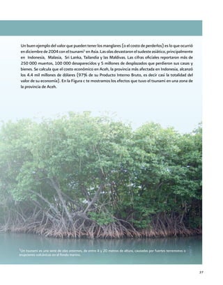 37
Un buen ejemplo del valor que pueden tener los manglares (o el costo de perderlos) es lo que ocurrió
endiciembrede2004coneltsunami1
enAsia.Lasolasdevastaronelsudesteasiático,principalmente
en Indonesia, Malasia, Sri Lanka, Tailandia y las Maldivas. Las cifras oficiales reportaron más de
250 000 muertos, 100 000 desaparecidos y 5 millones de desplazados que perdieron sus casas y
bienes. Se calcula que el costo económico en Aceh, la provincia más afectada en Indonesia, alcanzó
los 4.4 mil millones de dólares (97% de su Producto Interno Bruto, es decir casi la totalidad del
valor de su economía). En la Figura c te mostramos los efectos que tuvo el tsunami en una zona de
la provincia de Aceh.
1
Un tsunami es una serie de olas enormes, de entre 4 y 20 metros de altura, causadas por fuertes terremotos o
erupciones volcánicas en el fondo marino.
 