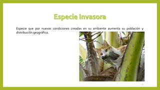 Especie que por nuevas condiciones creadas en su ambiente aumenta su población y
distribución geográfica.
12
 