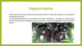 Se encuentra dentro de su área de distribución natural u original de acuerdo con su potencial
de dispersión natural.
Los ahuehuetes (Taxodium mucronatum) son nativos de México. Las especies nativas tienen
relaciones evolutivas y ecológicas con otras especies. Están bien adaptadas a las condiciones
locales.
9
 