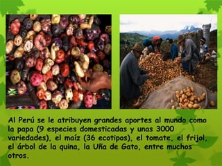 Al Perú se le atribuyen grandes aportes al mundo como
la papa (9 especies domesticadas y unas 3000
variedades), el maíz (36 ecotipos), el tomate, el frijol,
el árbol de la quina, la Uña de Gato, entre muchos
otros.
 