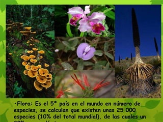 •Flora: Es el 5º país en el mundo en número de
especies, se calculan que existen unas 25 000
especies (10% del total mundial), de las cuales un
 