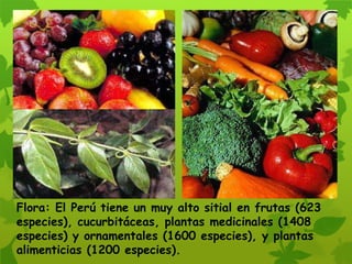 Flora: El Perú tiene un muy alto sitial en frutas (623
especies), cucurbitáceas, plantas medicinales (1408
especies) y ornamentales (1600 especies), y plantas
alimenticias (1200 especies).
 