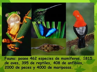 Fauna: posee 462 especies de mamíferos, 1815
de aves, 395 de reptiles, 408 de anfibios,
2000 de peces y 4000 de mariposas.
 