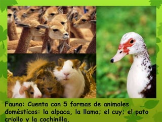 Fauna: Cuenta con 5 formas de animales
domésticos: la alpaca, la llama; el cuy; el pato
criollo y la cochinilla.
 