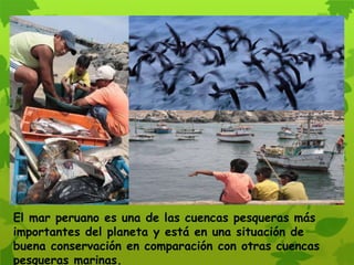 El mar peruano es una de las cuencas pesqueras más
importantes del planeta y está en una situación de
buena conservación en comparación con otras cuencas
pesqueras marinas.
 