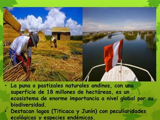 • La puna o pastizales naturales andinos, con una
superficie de 18 millones de hectáreas, es un
ecosistema de enorme importancia a nivel global por su
biodiversidad.
• Destacan lagos (Titicaca y Junín) con peculiaridades
ecológicas y especies endémicas.
 