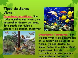 Tipos de Seres
Vivos.-
Organismos Acuáticos: Son
todos aquellos que viven y se
desarrollan dentro del agua,
ésta puede ser dulce o
salada y se pueden encontrar
en lagos, ríos, etc.
Organismos Terrestres: Son
los que viven y se desarrollan
en la superficie sólida de la
tierra, ya sea dentro del
suelo, sobre él o sobre otros
organismos. Los de
costumbres aéreas también
se consideran terrestres.
 