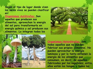 Según el tipo de lugar donde viven
los seres vivos se pueden clasificar
en:
Organismos Autótrofos: Son
aquellos que producen sus
alimentos, aprovechan la energía
del sol para transformarla en
energía química y así producen sus
alimentos. Lo integran todos los
vegetales y algas.
Organismos Heterótrofos: Son
todos aquellos que no pueden
fabricar sus propios alimentos. No
pueden aprovechar la energía
luminosa y por lo tanto obtienen la
energía de los alimentos que
consumen, es decir, de aquellos
fabricados por los vegetales; entre
ellos están los hongos y todos los
 