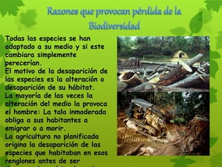Todas las especies se han
adaptado a su medio y si este
cambiara simplemente
perecerían.
El motivo de la desaparición de
las especies es la alteración o
desaparición de su hábitat.
La mayoría de las veces la
alteración del medio la provoca
el hombre: La tala inmoderada
obliga a sus habitantes a
emigrar o a morir.
La agricultura no planificada
origina la desaparición de las
especies que habitaban en esos
renglones antes de ser
 