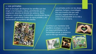 o Los primates
Ellos se encargan de dispersas las semillas que dan
origen a los bosques y selvas, permitiendo que la
vegetación absorba el dióxido de carbono, libere
oxigeno y envié agua la atmosfera, coordinando lluvias
tropicales y generando fuetes de agua potable, y así
manteniendo el equilibrio del planeta.
Los primates junto con las abejas,
plancton, hongos y murciélagos
son una muestra de que cada
animal y vegetal tiene un rol
único e irremplazable en la vida y
existencia de la tierra.
Contribuir por mantener este
equilibrio ecológico es una de
las responsabilidades de la
humanidad actual, si queremos
que la vida siga existiendo
 