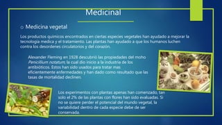 Medicinal
Los productos químicos encontrados en ciertas especies vegetales han ayudado a mejorar la
tecnología medica y el tratamiento. Las plantas han ayudado a que los humanos luchen
contra los desordenes circulatorios y del corazón.
Alexander Fleming en 1928 descubrió las propiedades del moho
Penicillium notatum, la cual dio inicio a la industria de los
antibióticos. Estos han sido usados para tratar mas
eficientemente enfermedades y han dado como resultado que las
tasas de mortalidad declinen.
o Medicina vegetal
Los experimentos con plantas apenas han comenzado, tan
solo el 2% de las plantas con flores han sido evaluadas. Si
no se quiere perder el potencial del mundo vegetal, la
variabilidad dentro de cada especie debe de ser
conservada.
 
