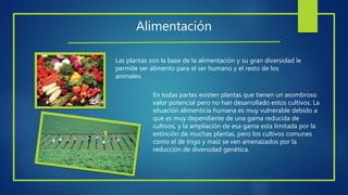 Alimentación
Las plantas son la base de la alimentación y su gran diversidad le
permite ser alimento para el ser humano y el resto de los
animales.
En todas partes existen plantas que tienen un asombroso
valor potencial pero no han desarrollado estos cultivos. La
situación alimenticia humana es muy vulnerable debido a
que es muy dependiente de una gama reducida de
cultivos, y la ampliación de esa gama esta limitada por la
extinción de muchas plantas, pero los cultivos comunes
como el de trigo y maíz se ven amenazados por la
reducción de diversidad genética.
 