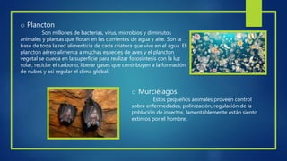 o Plancton
Son millones de bacterias, virus, microbios y diminutos
animales y plantas que flotan en las corrientes de agua y aire. Son la
base de toda la red alimenticia de cada criatura que vive en el agua. El
plancton aéreo alimenta a muchas especies de aves y el plancton
vegetal se queda en la superficie para realizar fotosíntesis con la luz
solar, reciclar el carbono, liberar gases que contribuyen a la formación
de nubes y así regular el clima global.
o Murciélagos
Estos pequeños animales proveen control
sobre enfermedades, polinización, regulación de la
población de insectos, lamentablemente están siento
extintos por el hombre.
 