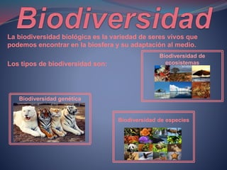 La biodiversidad biológica es la variedad de seres vivos que
podemos encontrar en la biosfera y su adaptación al medio.
Los tipos de biodiversidad son:
Biodiversidad genética
Biodiversidad de
ecosistemas
Biodiversidad de especies
 