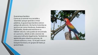 Guacamaya bandera
Como es un animal muy sociable y
‘divertido’ porque aprende a imitar
palabras, la guacamaya bandera está en
peligro de extinción. De hecho Colombia se
acerca a ser como Honduras, Guatemala o
El Salvador, donde está extinta en su
hábitat natural y solo puede ser encontrada
en cautiverio, debido al alto volumen de
caza para traficarla ilegalmente.También es
apetecida para robarle sus plumas, de
colores exóticos y vivos. En el país vive en
bosques lluviosos y en grupos de hasta 30
guacamayas.
 