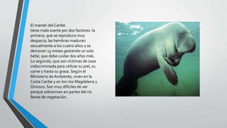 Manatí del caribe
El manatí del Caribe
tiene mala suerte por dos factores: la
primera, que se reproduce muy
despacio; las hembras maduran
sexualmente a los cuatro años y se
demoran 13 meses gestando un solo
bebé, que debe cuidar dos años más.
Lo segundo, que son víctimas de caza
indiscriminada para utilizar su piel, su
carne y hasta su grasa. Según el
Ministerio de Ambiente, viven en la
Costa Caribe y en los ríos Magdalena y
Orinoco. Son muy difíciles de ver
porque sobreviven en partes del río
llenas de vegetación.
 