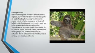 • Oso perezoso
El oso perezoso
está sufriendo por el aumento de tráfico de su
especie, especialmente de recién nacidos (70%
de los traficados; la madre probablemente
muera mientras lucha porque no se lleven al
bebé): están destinados a morir, sobre todo por
infecciones intestinales y respiratorias.
También están en peligro por la destrucción de
su hábitat. Según datos del Ideam, cada año se
destruyen 90.000 hectáreas de bosques
naturales donde estos animales habitan, lo que
arriesga aún más su existencia.
 
