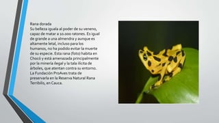 • Rana dorada
Rana dorada
Su belleza iguala al poder de su veneno,
capaz de matar a 10.000 ratones. Es igual
de grande a una almendra y aunque es
altamente letal, incluso para los
humanos, no ha podido evitar la muerte
de su especie. Esta rana (foto) habita en
Chocó y está amenazada principalmente
por la minería ilegal y la tala ilícita de
árboles, que atentan contra su entorno.
La Fundación ProAves trata de
preservarla en la Reserva Natural Rana
Terribilis, en Cauca.
 