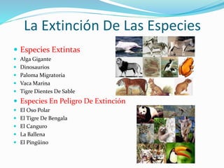 La Extinción De Las Especies
 Especies Extintas
 Alga Gigante
 Dinosaurios
 Paloma Migratoria
 Vaca Marina
 Tigre Dientes De Sable
 Especies En Peligro De Extinción
 El Oso Polar
 El Tigre De Bengala
 El Canguro
 La Ballena
 El Pingüino
 