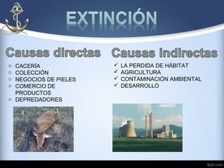 o CACERÍA
o COLECCIÓN
o NEGOCIOS DE PIELES
o COMERCIO DE
PRODUCTOS
o DEPREDADORES
 LA PERDIDA DE HÁBITAT
 AGRICULTURA
 CONTAMINACIÓN AMBIENTAL
 DESARROLLO
 