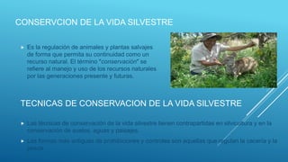 CONSERVCION DE LA VIDA SILVESTRE
 Es la regulación de animales y plantas salvajes
de forma que permita su continuidad como un
recurso natural. El término "conservación" se
refiere al manejo y uso de los recursos naturales
por las generaciones presente y futuras.
TECNICAS DE CONSERVACION DE LA VIDA SILVESTRE
 Las técnicas de conservación de la vida silvestre tienen contrapartidas en silvicultura y en la
conservación de suelos, aguas y paisajes.
 Las formas más antiguas de prohibiciones y controles son aquellas que regulan la cacería y la
pesca.
 