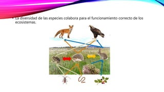 • La diversidad de las especies colabora para el funcionamiento correcto de los
ecosistemas.
 
