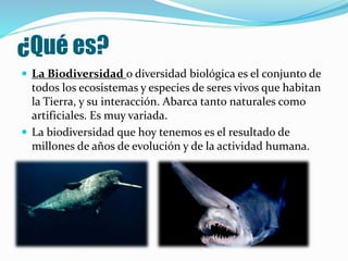 ¿Qué es?
 La Biodiversidad o diversidad biológica es el conjunto de
todos los ecosistemas y especies de seres vivos que h...