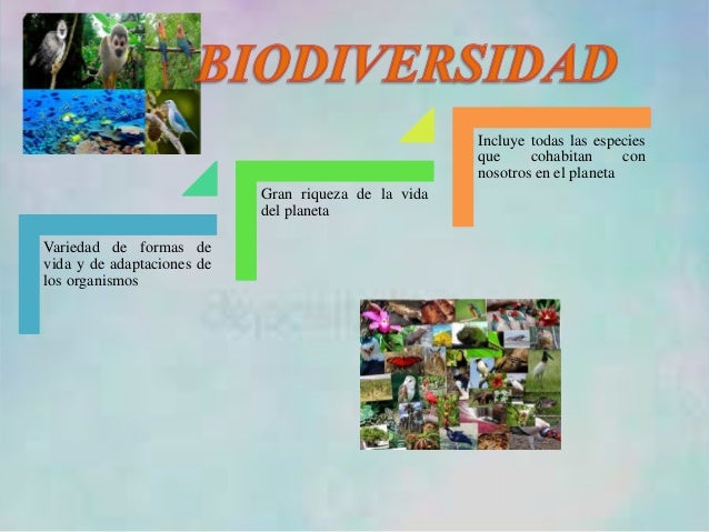 Disminución de la biodiversidad en el Ecuador