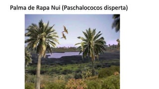 Palma de Rapa Nui (Paschalococos disperta)
 