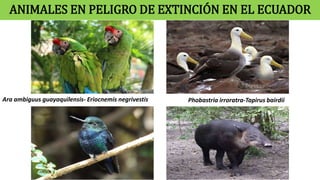 ANIMALES EN PELIGRO DE EXTINCIÓN EN EL ECUADOR
Ara ambiguus guayaquilensis- Eriocnemis negrivestis Phobastria irroratra-Tapirus bairdii
 