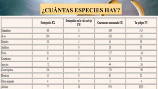 ¿CUÁNTAS ESPECIES HAY?
1.5 Y 2 MILLONES
AUNQUE SE CREE QUE PODRÍAN EXISTIR TANTAS
COMO 8.7 MILLONES DE ESPECIES VIVAS
99% DE TODAS LAS ESPECIES QUE HAN
EXISTIDO EN TODA LA HISTORIA DE LA TIERRA
ESTÁN EXTINTAS
 