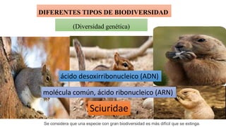 DIFERENTES TIPOS DE BIODIVERSIDAD
(Diversidad genética)
Sciuridae
molécula común, ácido ribonucleico (ARN)
ácido desoxirribonucleico (ADN)
Se considera que una especie con gran biodiversidad es más difícil que se extinga.
 