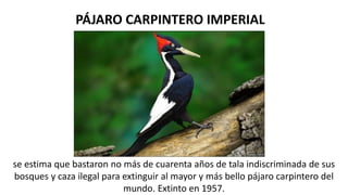 PÁJARO CARPINTERO IMPERIAL
se estima que bastaron no más de cuarenta años de tala indiscriminada de sus
bosques y caza ilegal para extinguir al mayor y más bello pájaro carpintero del
mundo. Extinto en 1957.
 