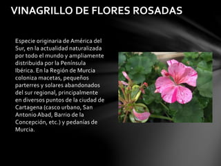 Especie originaria de América del
Sur, en la actualidad naturalizada
por todo el mundo y ampliamente
distribuida por la Pe...